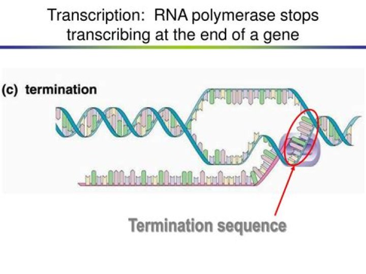 Where does RNA polymerase stop transcribing?