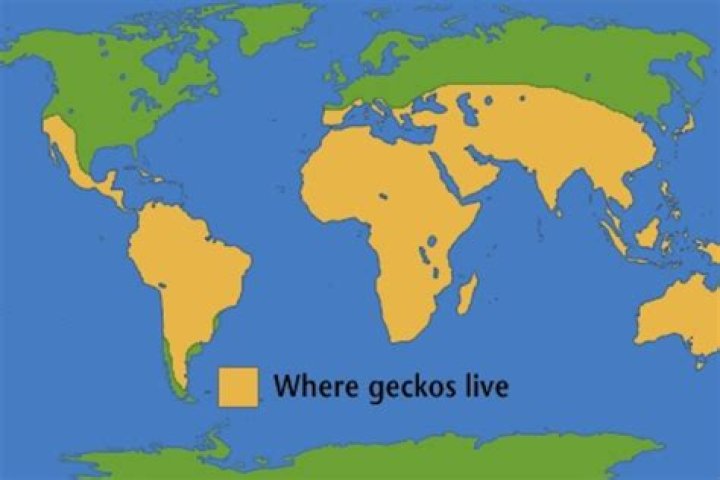Where does the crested gecko live?
