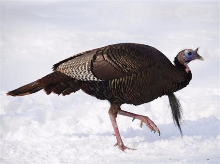 Where does the phrase talk turkey come from?