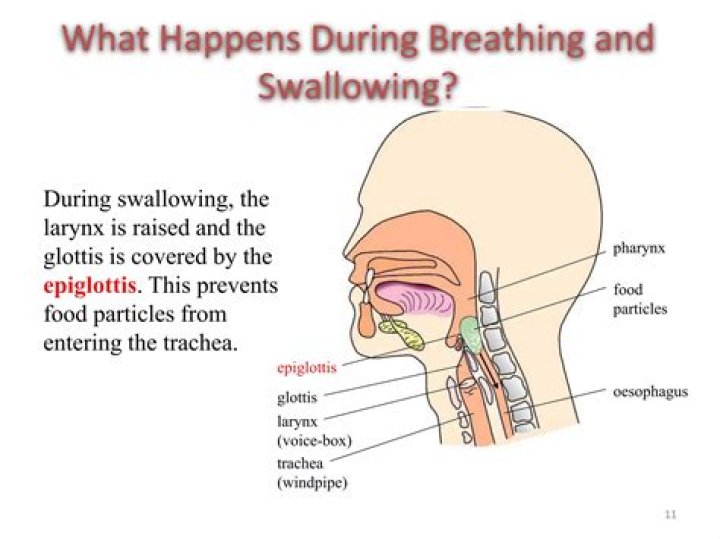 Where does the swallow live?
