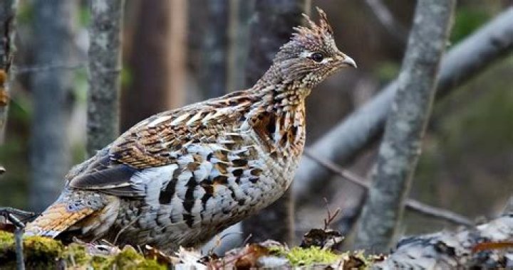 Where does the word grouse come from?