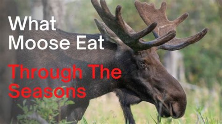 Where in Alaska do they eat moose?