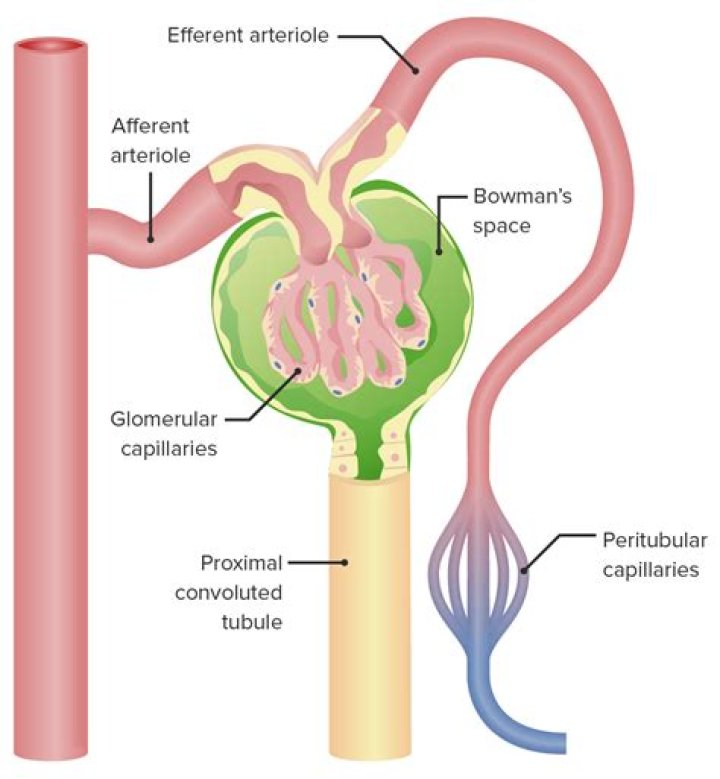 Where is blood filtrate captured in the kidney?