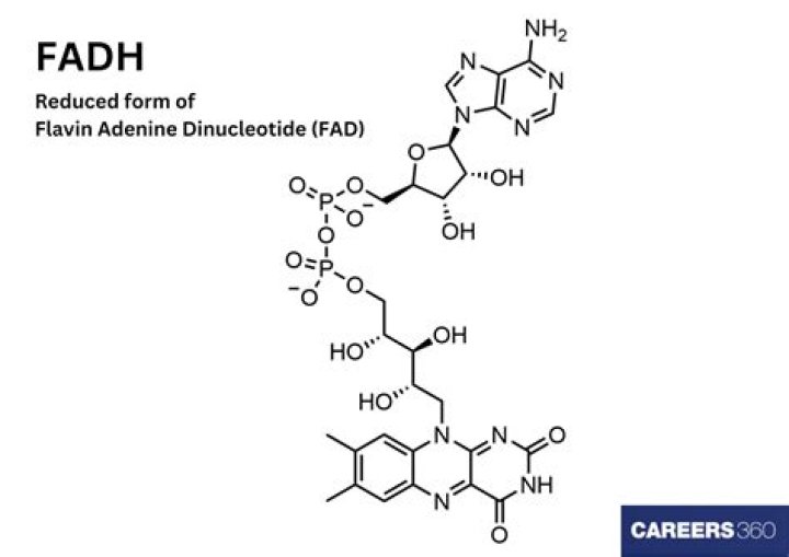 Where is fadh produced?