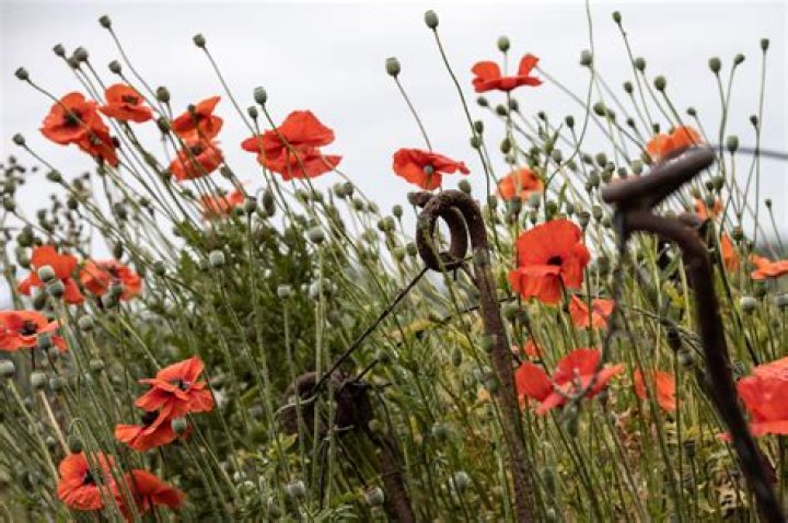 Where is Flanders fields where poppies grow?