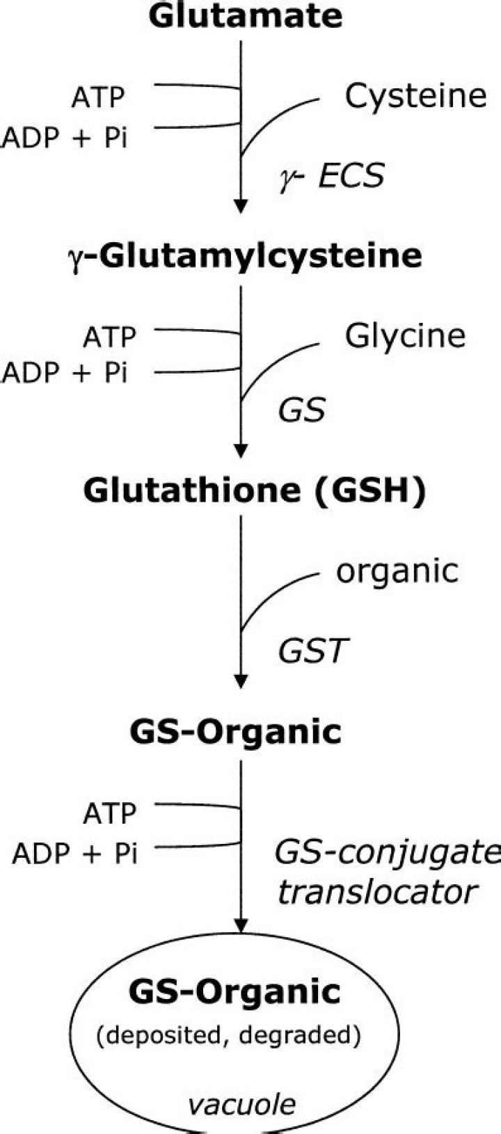 Where is glutathione S-transferase found?