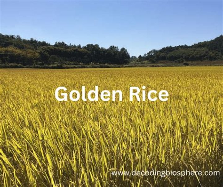 Where is GM golden rice grown?