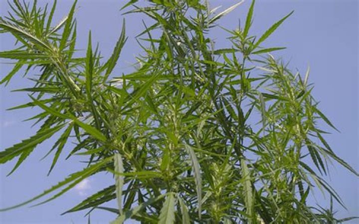Where is hemp native?