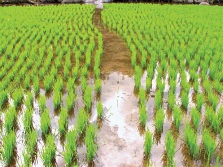 Where is rice cultivation practiced?
