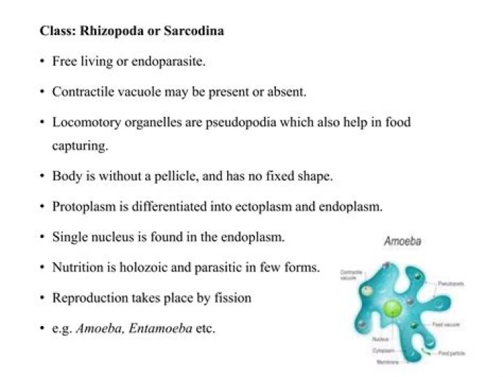 Where is Sarcodina found?