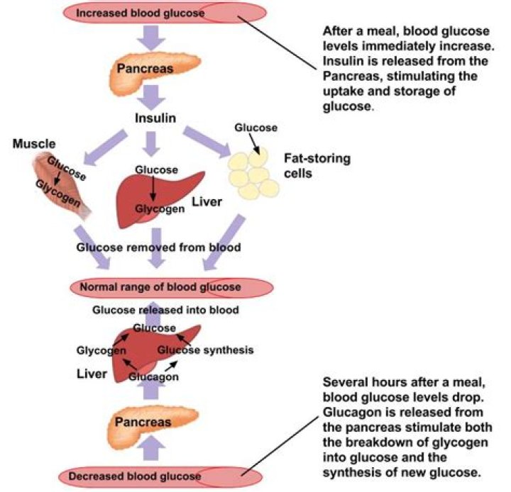 Where is sugar stored in the body?