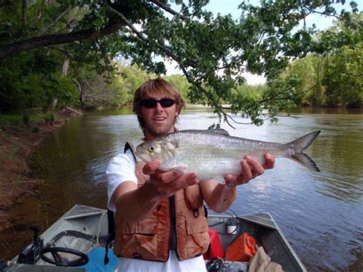Where is the American shad fishing planet?