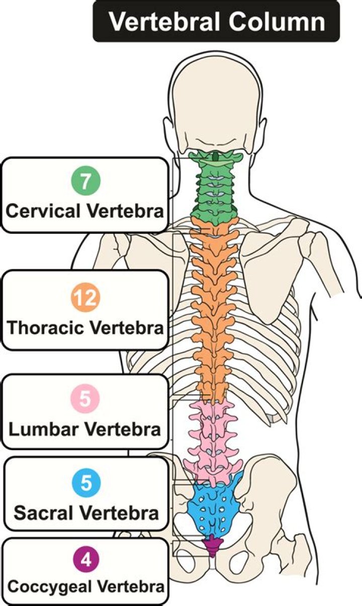 Where is the backbone located?
