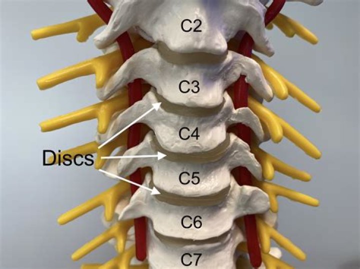 Where is the C7 disc in your neck?