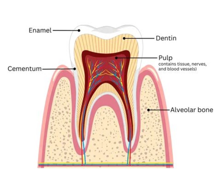 Where is the dentine found?
