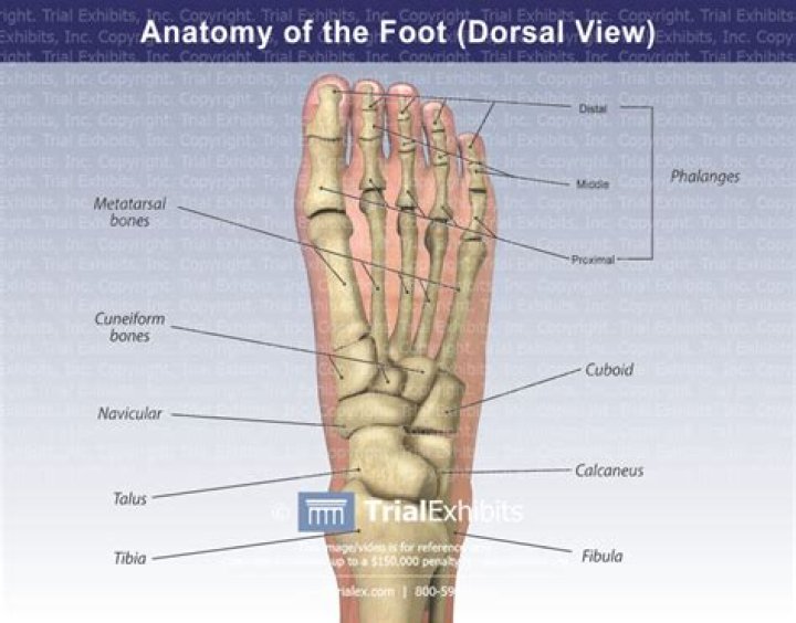 Where is the dorsal area?