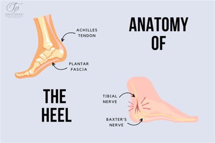 Where is the heel of your foot?