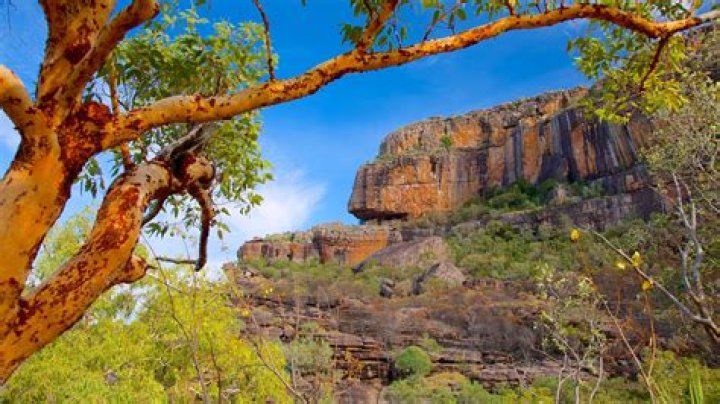 Where is the Jabiru native to?