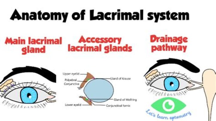 Where is the lacrimal drainage system?