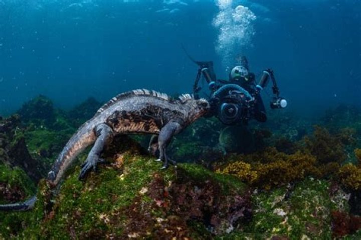 Where is the marine iguana found?