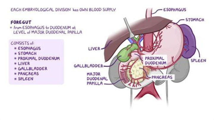Where is the midgut?