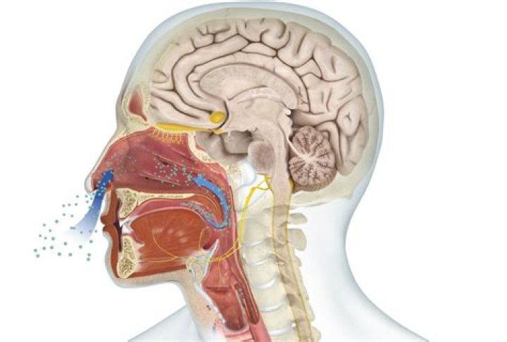Where is the olfactory organ?