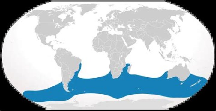Where is the southern right whale found?