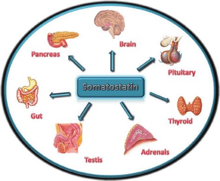 Where somatostatin is produced?