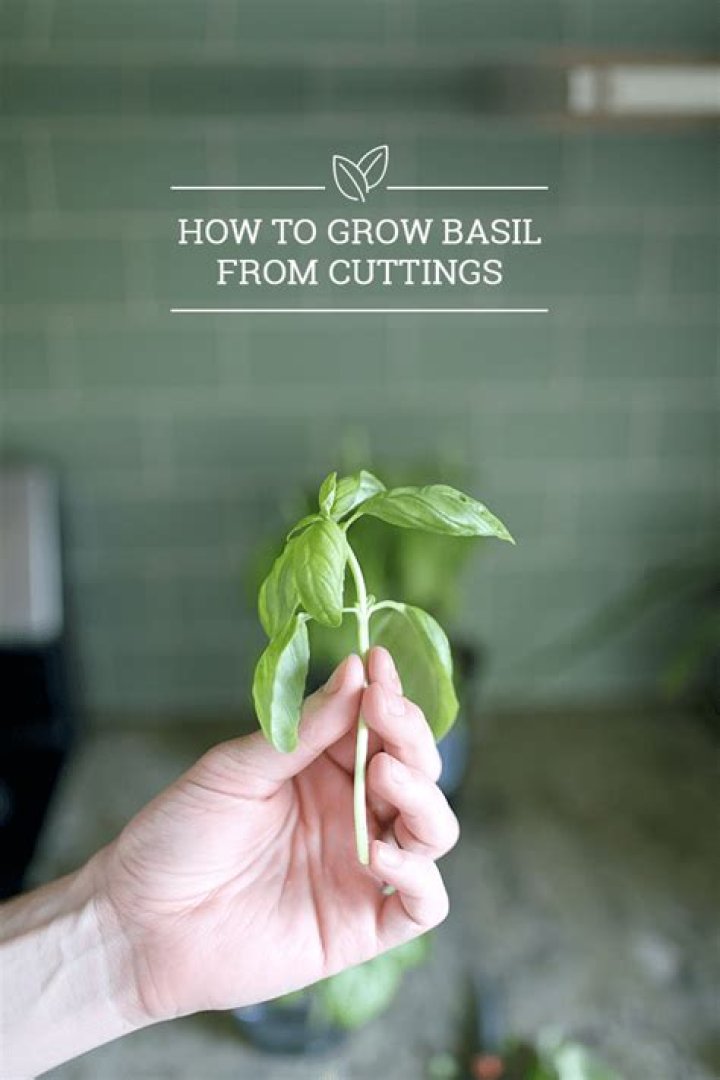 Where to cut basil so it keeps growing?