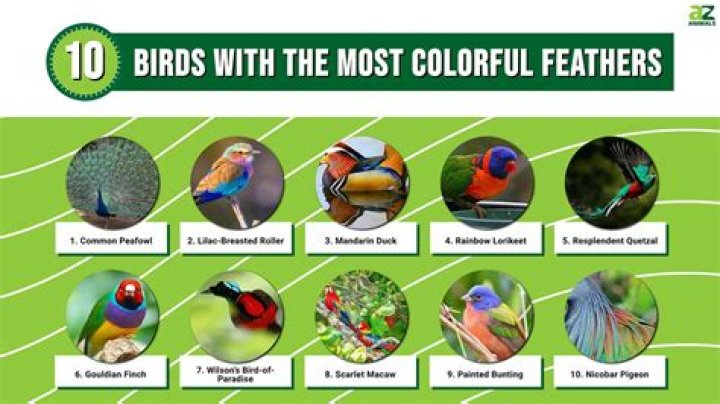 Which animal has beautiful feathers?