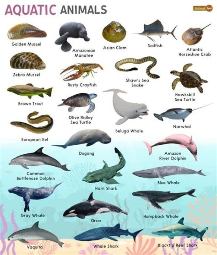 Which animal is coldest?