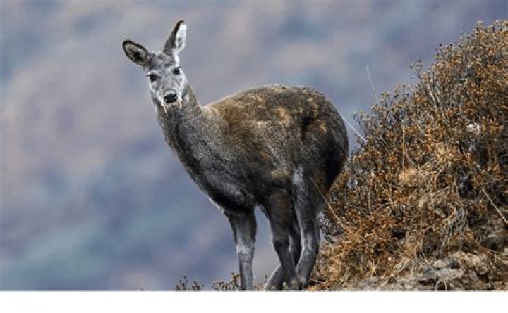 Which animals are found in Uttarakhand?