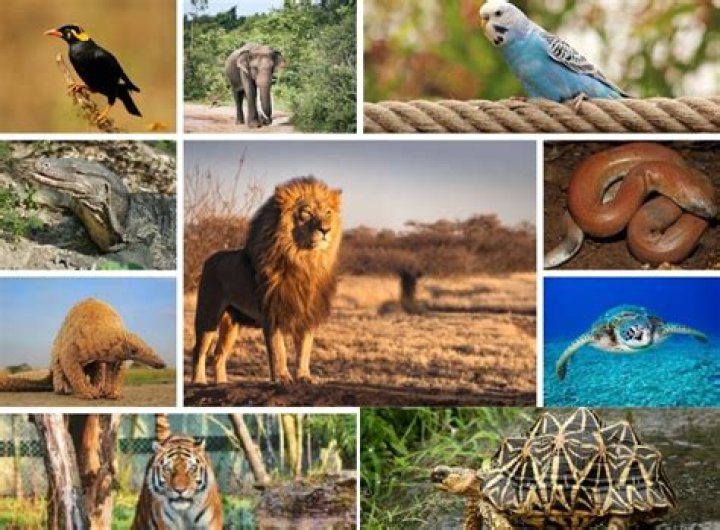 Which animals are illegal to own in India?