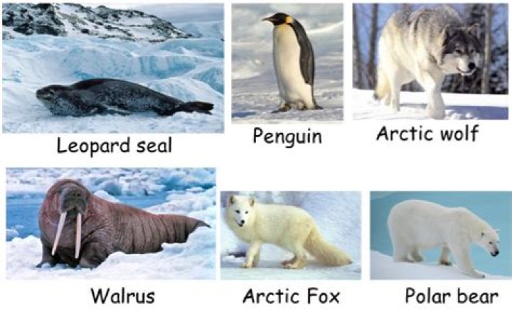 Which animals can be found in the northern polar region?