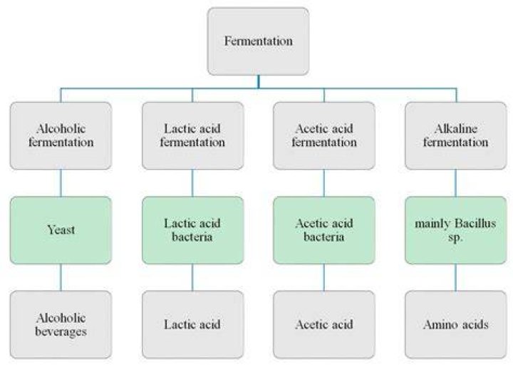 Which are the products of fermentation in mammalian cells?