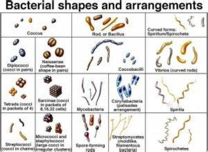 Which bacteria is called True bacteria?