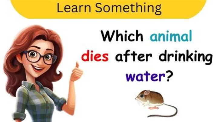 Which bird dies after drinking water?