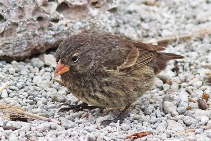 Which bird is known as vampire bird?