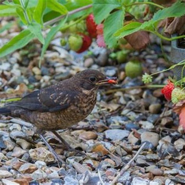 Which birds eat strawberries?