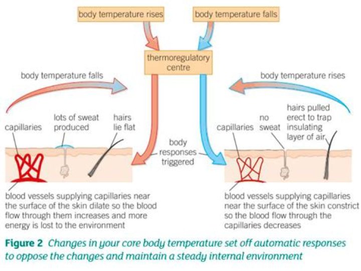 Which body system regulates temperature and produces vitamin D?
