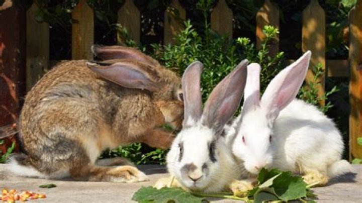 Which Bunny makes the best pet?
