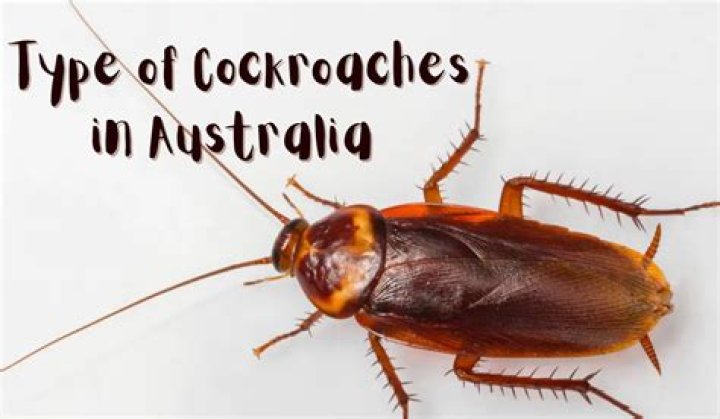 Which cockroaches became Wiggles?