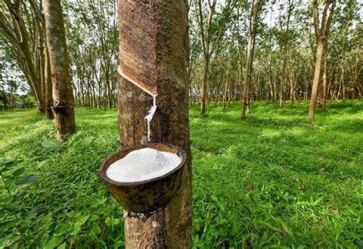 Which country produces rubber in Africa?