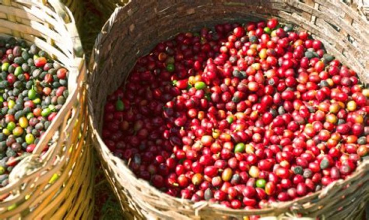 Which district is famous for coffee in Nepal?