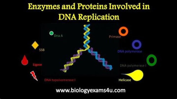 Which enzyme is responsible for photoreactivation of DNA?