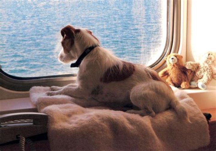Which ferries to France allow dogs?