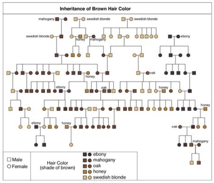 Which gene is dominant for hair color?