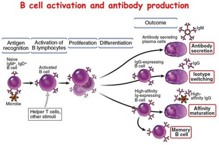 Which helper cells activate B cells?