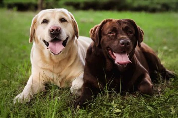 Which is Better Boy or Girl Labrador?
