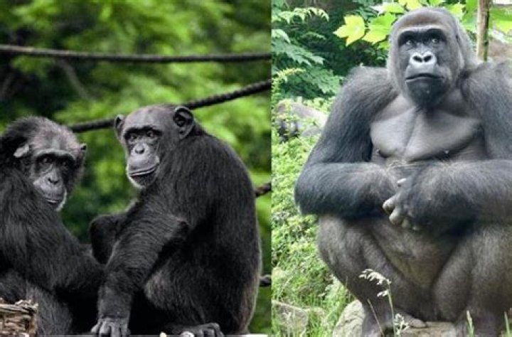Which is more dangerous gorilla or chimpanzee?
